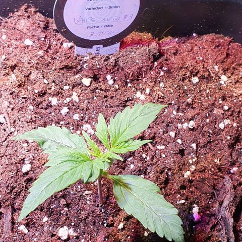 White Widow Automatic growlog timeline photo