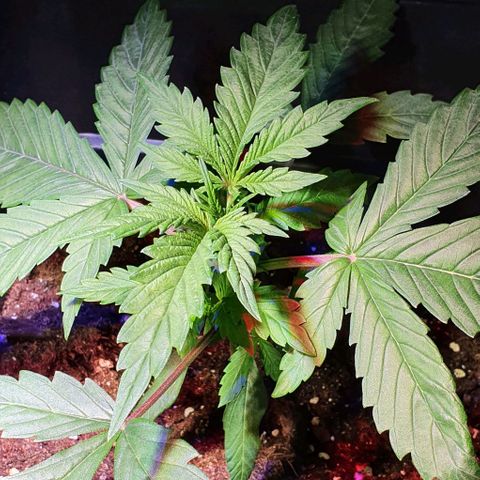 White Widow Automatic #1 growlog timeline photo
