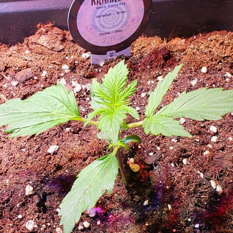 White Widow Automatic growlog timeline photo