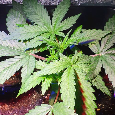 White Widow Automatic #1 growlog timeline photo