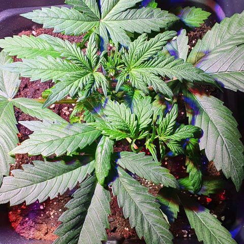 White Widow Automatic #1 growlog timeline photo