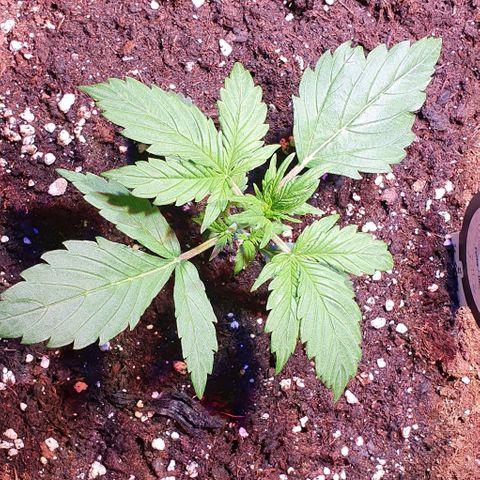 White Widow Automatic growlog timeline photo