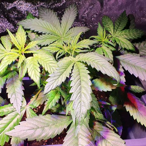 White Widow Automatic #1 growlog timeline photo