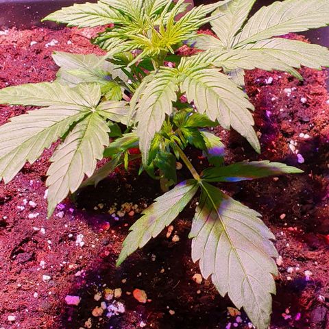 White Widow Automatic growlog timeline photo