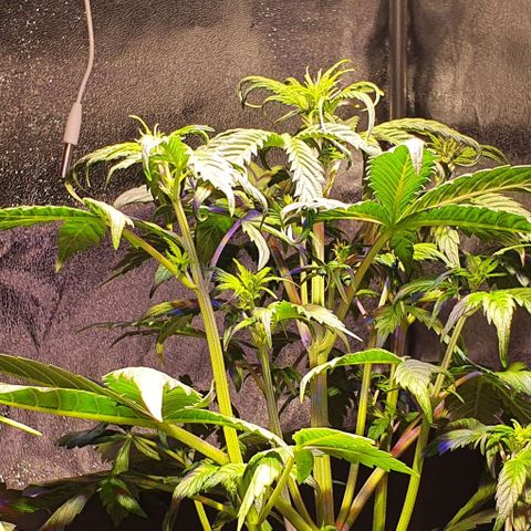 White Widow Automatic #1 growlog photo: Ha subito un pò di stress per l'errata ricambio di aria, oggi ho sistemato il ricircolo, aumentato l'umidità in modo da averla sopra i 40 e migliorato la temperatura che di notte scendeva troppo cambiando il ciclo spento dalle 11 alle 17.