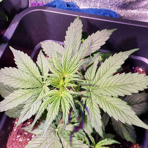 White Widow Automatic growlog timeline photo