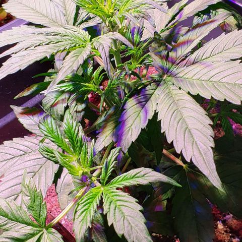 White Widow Automatic growlog timeline photo