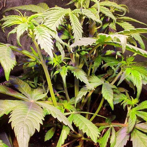 White Widow Automatic #1 growlog photo: Primi segni di ripresa, le foglie sulle cime iniziano a raddrizzare