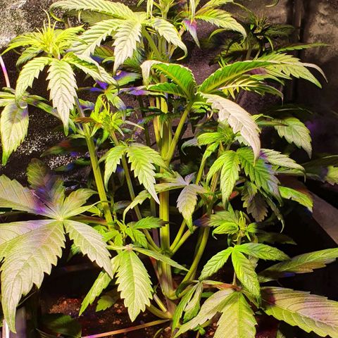 White Widow Automatic #1 growlog photo: Primi segni di ripresa, le foglie sulle cime iniziano a raddrizzare