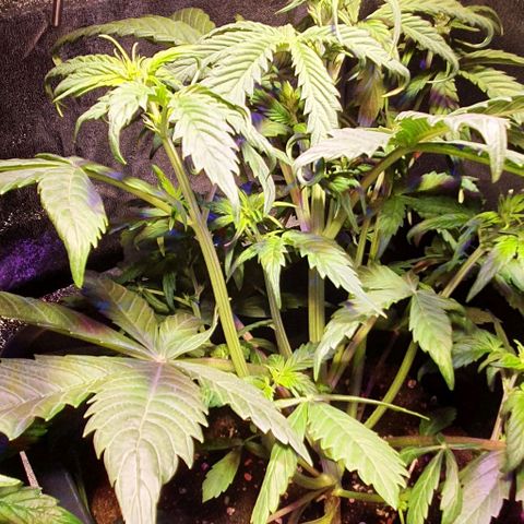 White Widow Automatic #1 growlog photo: Primi segni di ripresa, le foglie sulle cime iniziano a raddrizzare