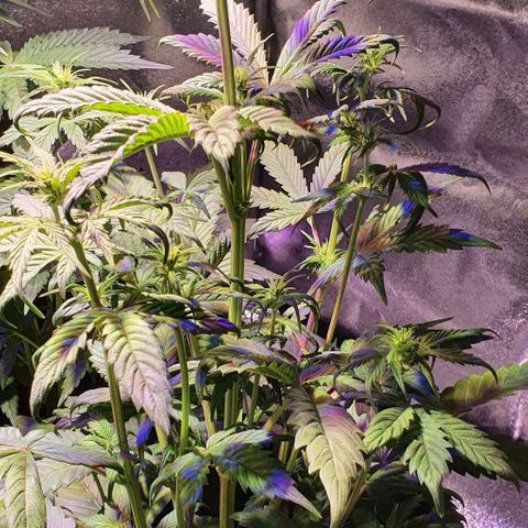 White Widow Automatic #1 growlog timeline photo