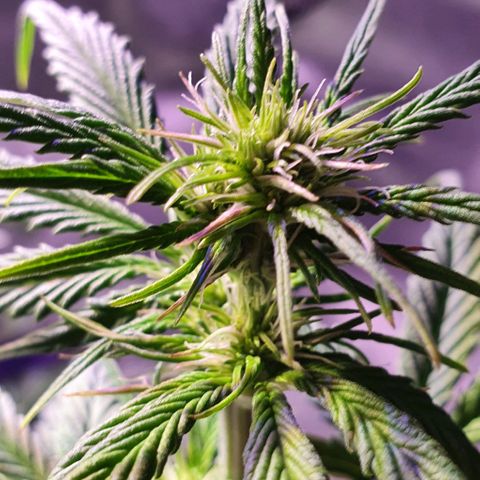 White Widow Automatic #1 growlog timeline photo