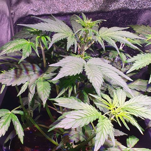 White Widow Automatic growlog timeline photo