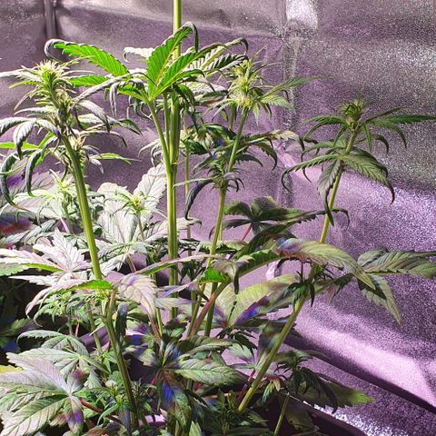 White Widow Automatic #1 growlog timeline photo