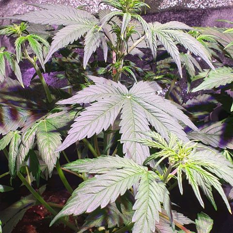 White Widow Automatic growlog timeline photo