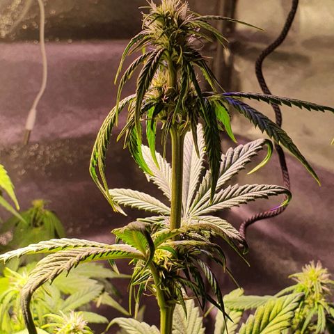 White Widow Automatic #1 growlog timeline photo