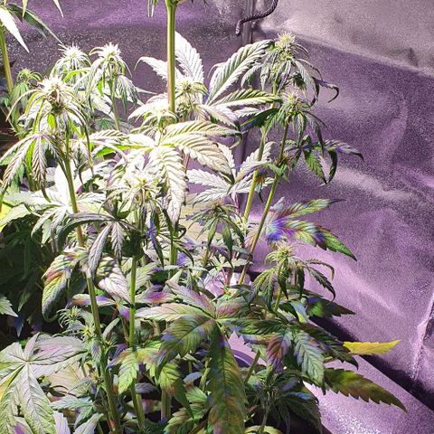 White Widow Automatic #1 growlog timeline photo