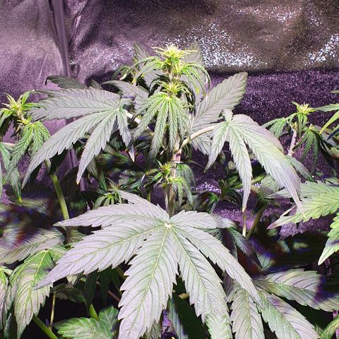 White Widow Automatic growlog timeline photo