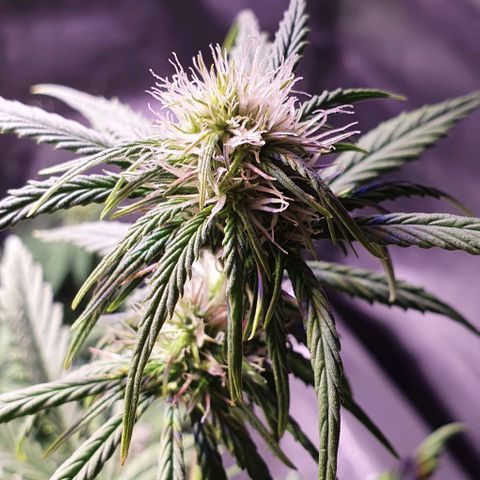 White Widow Automatic #1 growlog timeline photo