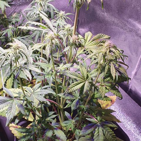 White Widow Automatic #1 growlog timeline photo