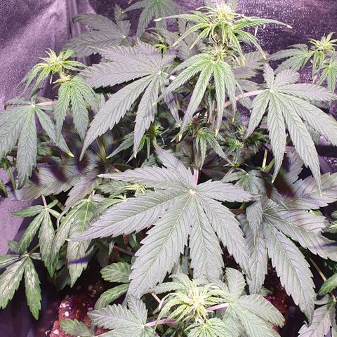 White Widow Automatic growlog timeline photo