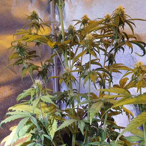 White Widow Automatic #1 growlog timeline photo