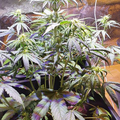 White Widow Automatic growlog timeline photo