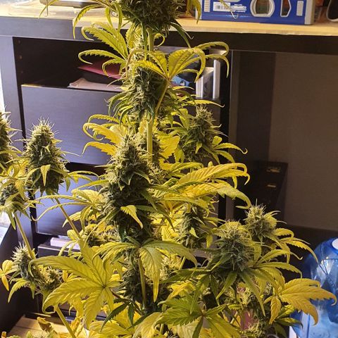White Widow Automatic #1 growlog timeline photo