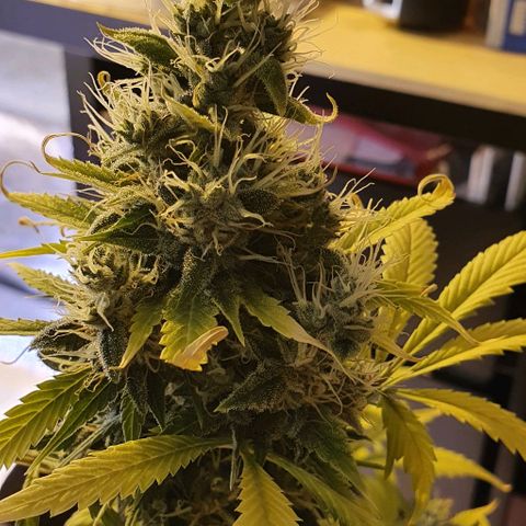 White Widow Automatic #1 growlog timeline photo