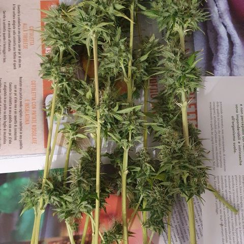 White Widow Automatic #1 growlog timeline photo