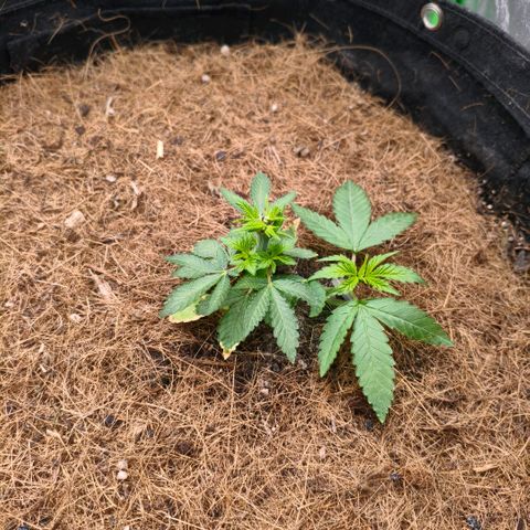 Orange Mints vs Honey Banana  growlog timeline photo