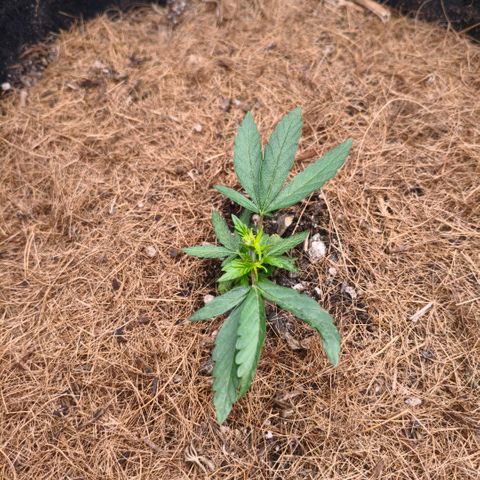 Grapplez  #1 growlog timeline photo