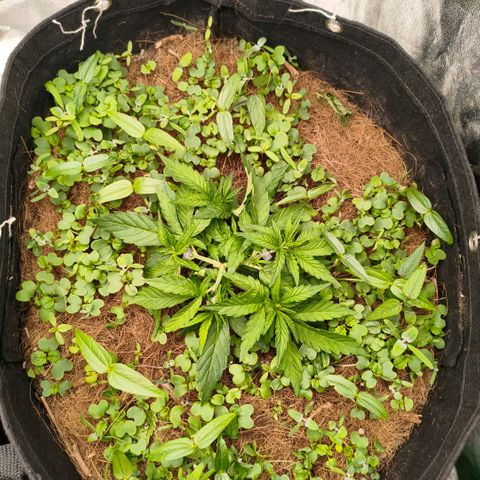 Grapplez  #1 growlog timeline photo