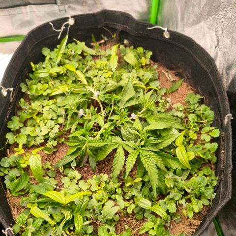 Grapplez  #1 growlog timeline photo