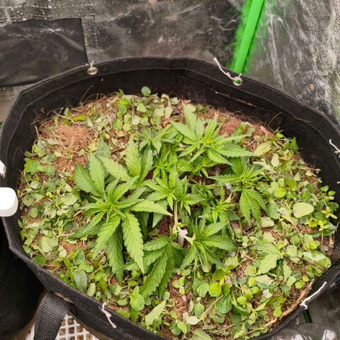Grapplez  #1 growlog timeline photo