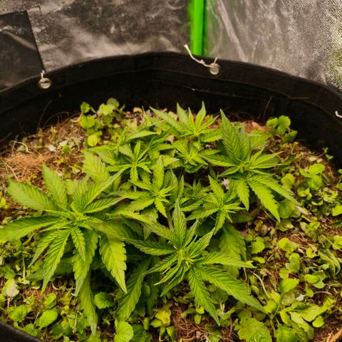 Grapplez  #1 growlog timeline photo