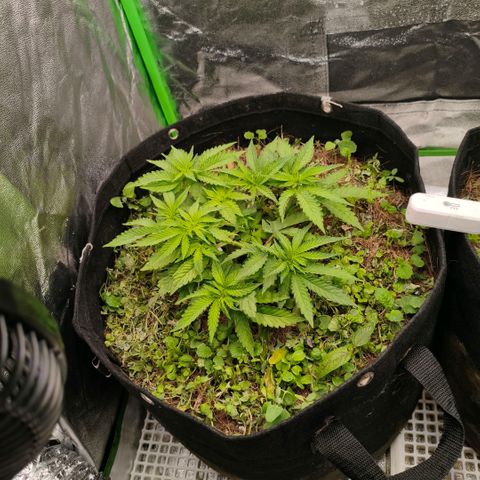 Orange Mints vs Honey Banana  growlog timeline photo