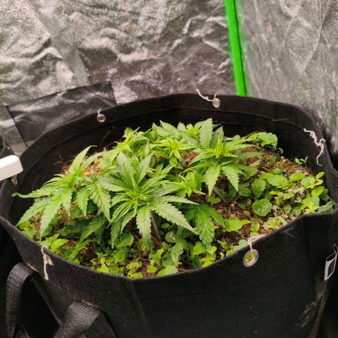 Grapplez  #1 growlog timeline photo