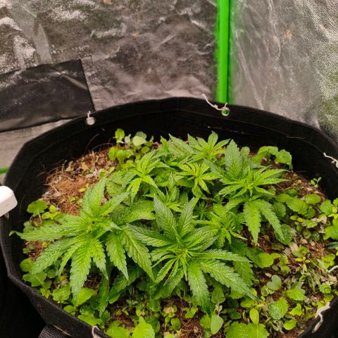 Grapplez  #1 growlog timeline photo