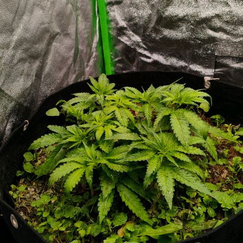 Orange Mints vs Honey Banana  growlog timeline photo