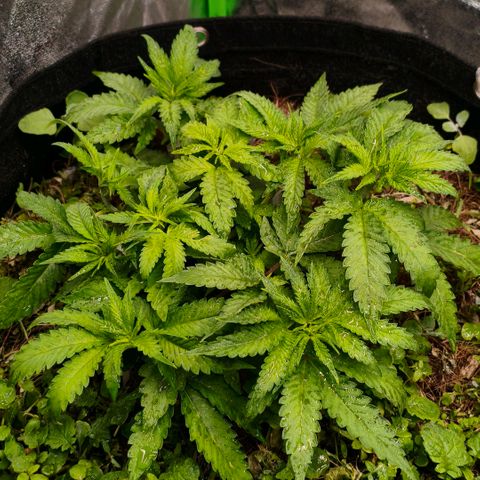 Orange Mints vs Honey Banana  growlog timeline photo