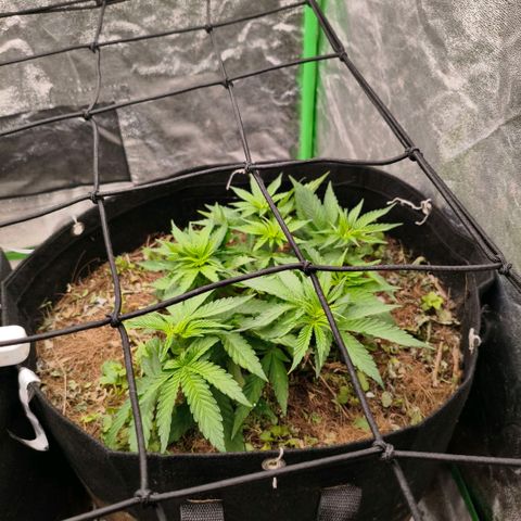 Grapplez  #1 growlog timeline photo