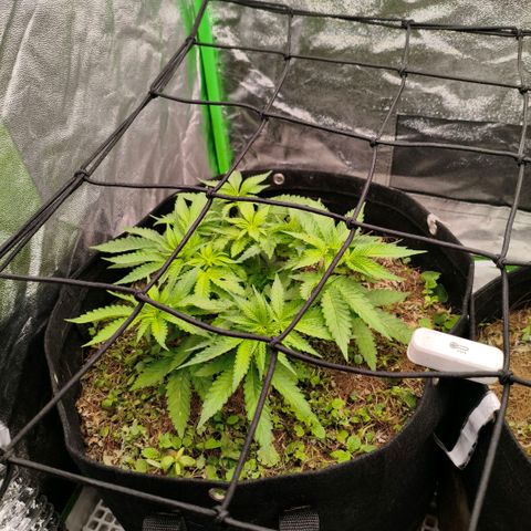 Orange Mints vs Honey Banana  growlog timeline photo
