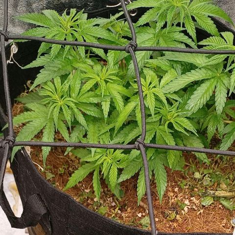 Grapplez  #1 growlog timeline photo