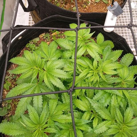 Orange Mints vs Honey Banana  growlog timeline photo