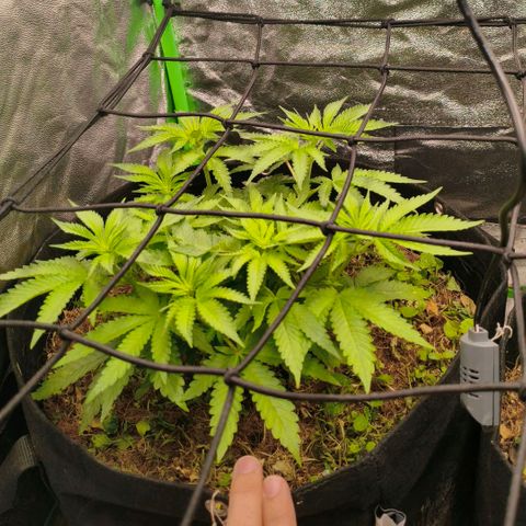 Orange Mints vs Honey Banana  growlog timeline photo