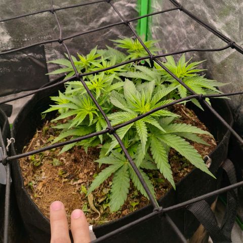 Grapplez  #1 growlog timeline photo