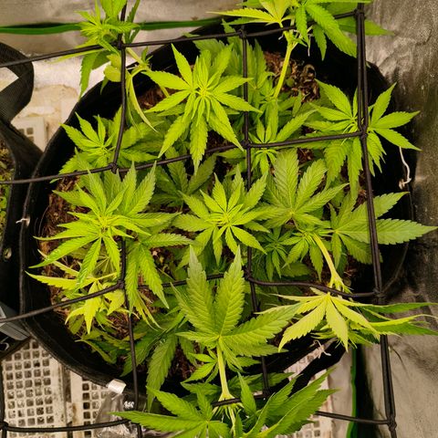 Grapplez  #1 growlog timeline photo