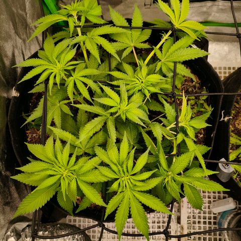 Orange Mints vs Honey Banana  growlog timeline photo