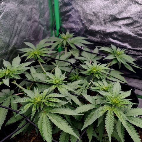 Orange Mints vs Honey Banana  growlog timeline photo